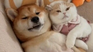 Doggy: Game over, this time it's impossible to explain clearly...