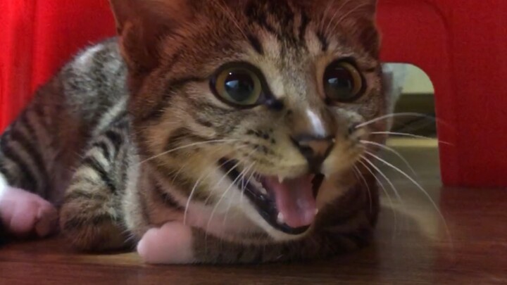 On the first day in their new home, the calico cat lets out anxious meows at their owner—listening t