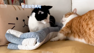 I told you not to go and bother your older brother, but you insisted on doing it anyway, constantly 