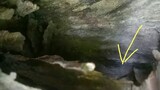 พญานาคตัวจริง เห็นชัด โผล่ที่ถ้ำแห่งหนึ่งใน สปป.ลาว | hotnews | Naga | tar is here