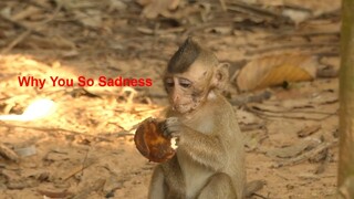 Why Are You So Sadness My Princes Lola, Lola Maybe Dislike This Cookie After See Test Eat