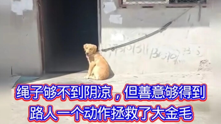 The rope can’t reach the shade, but kindness can! A passerby’s simple gesture saved the giant golden