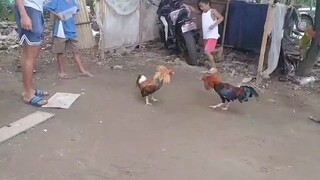sparring muna