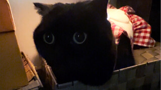 Voice-controlled little skirt is really a bit of a scam for cats!
