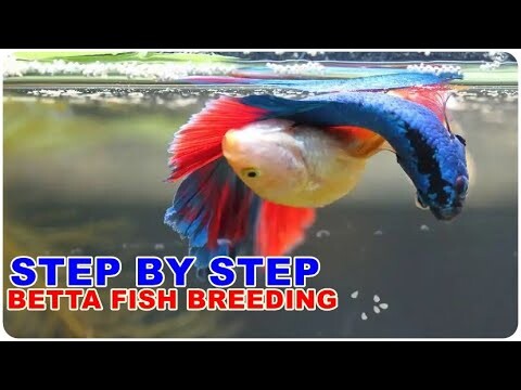 Rangkuman Cara Ternak Ikan Cupang Dari Awal sampai Akhir Untuk Pemula