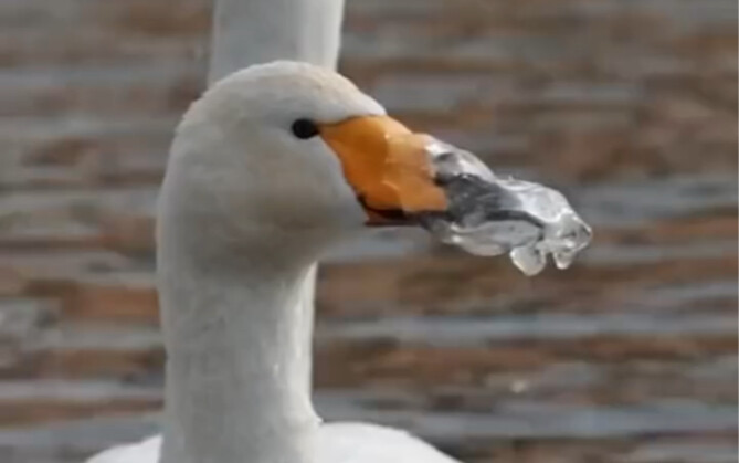 Angsa: Saya dilarang berkomentar