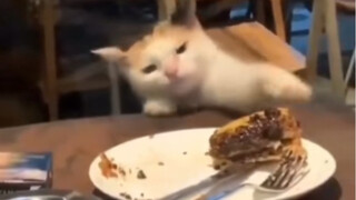 Thief Cat