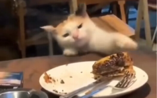 Thief Cat