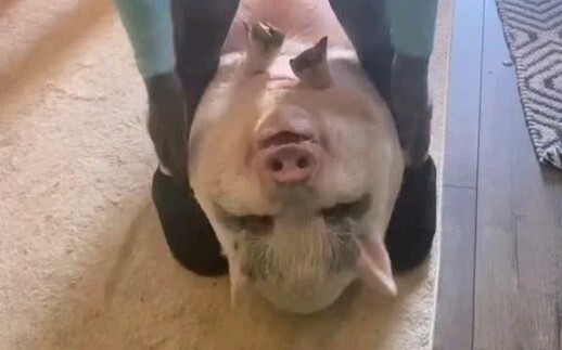 【ที่นี่มีแต่เจ้าหมูน้อย】หมูอ้วนตัวโตกำลังทำเล็บ บรรยากาศน่ารักปนขำกลิ้งเลย~
