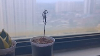 Meniru pidato Jiang Wen (gaya Jiang Wen)