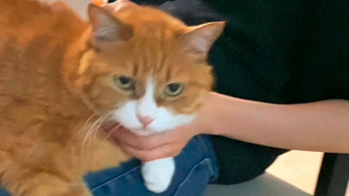 Xiao Mi Recreates Classic Memes?!