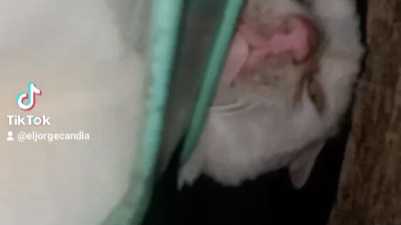 nakavideo to boss😂