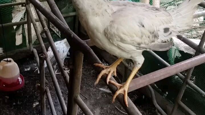 My baby stag🐓