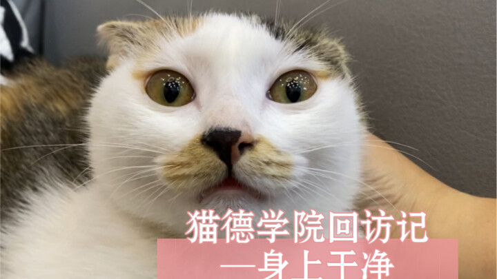 Cat Priest Academy Follow-Up Visit - Clean Body