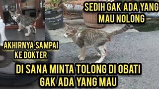 Kucing Nyegat Orang Lewat Minta Tolong Supaya Di Bawa Ke Dokter Karena Sakit Prolaps Tapi Pada Cuek