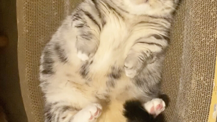 Congratulations—you’ve mastered the art of slacking off with the world’s laziest cat!