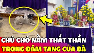 Chú chó nhỏ nằm 'THẤT THẦN' trước đám tang chủ khiến ai cũng nghẹn ngào 😥 Gâu Đần