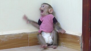 What Happened?!! Why Tiny Monkey Maki Cry Seizures Immediately Like This? | Even if Mom is near him