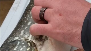 打捞上来的鱼肚子里有个硬梆梆的异物，没想到是它