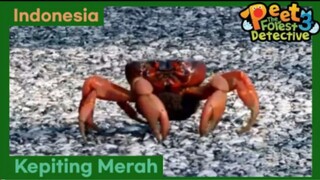 Rahasia Pulau Merah - Peet The Forest Detective 3 (Bahasa Indonesia)