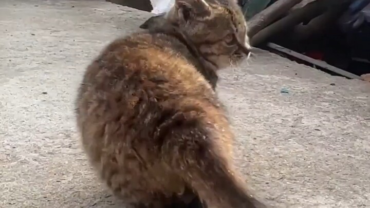 Kucing kampung di rumah kakek