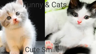 Funny & Cats - รวมน้องแมวน่ารัก 17