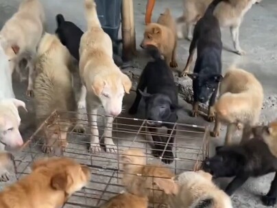The cat is surrounded on all sides