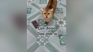 Trả mèo cho chị   nè. Mệt mõi quá mèo cat