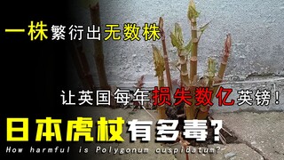 [Mystery] In 1850, he brought a Japanese plant back to the UK. 100 years later, it caused a 10% drop