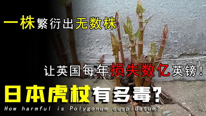 【探谜】1850年，他把一株日本植物带回英国，100年后让英国房价下跌10%……
