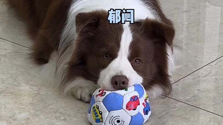 When you turn down your dog’s invitation to play.