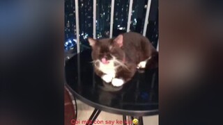 Nằm đâu cũng đánh 1 giấc được nhỉ meo meow cats meocute fypシ mèo mèous