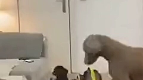 Some dogs are just dogs, but others… not so much.