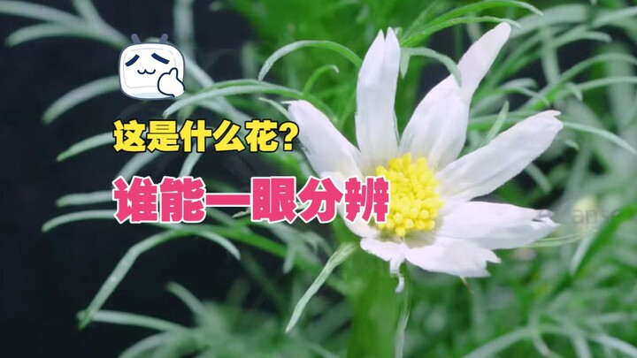 Một hạt giống thôi là có thể thu hoạch cả một biển hoa, ai đã từng trồng loài hoa này?