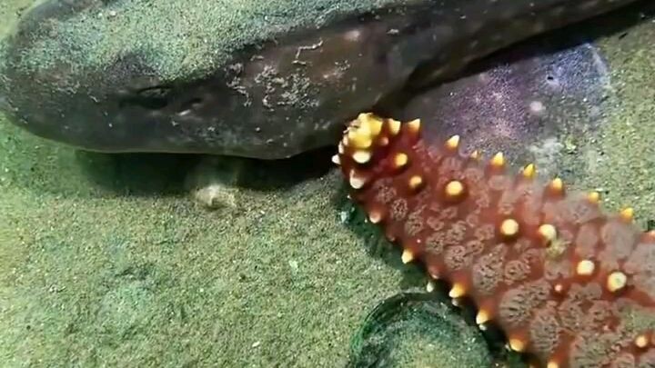 সাগরের তলদেশে মাছ শিকার
