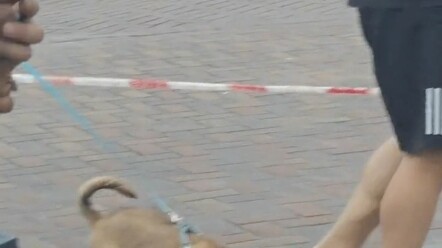 Người đàn ông đi xét nghiệm COVID-19 gặp một chú chó bướng bỉnh