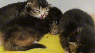 What a thoroughly satisfying act of care! If I ever have the chance to grow up, I'll definitely repa