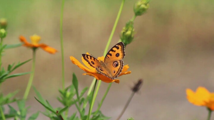 Kehidupan Serangga liar