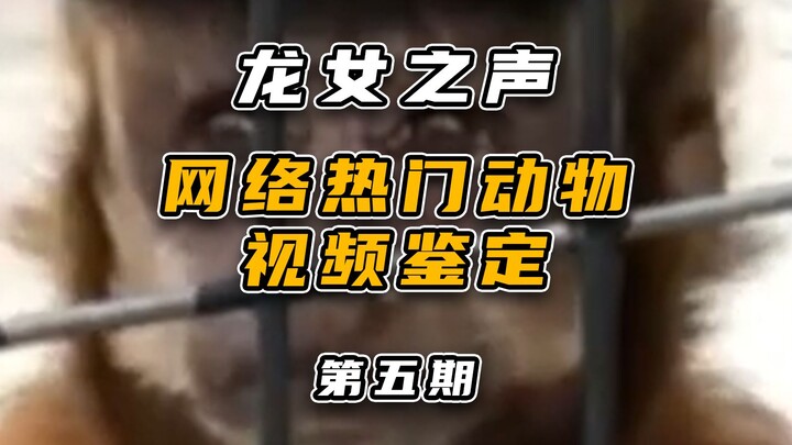 Định danh video động vật nổi tiếng trên mạng (5)