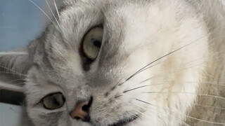 During the Chinese New Year, the hospital is full of cats with urinary retention. It is basically ca