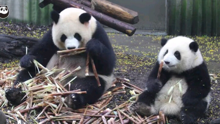 【Panda】Ineffective eating VS. Effective eating