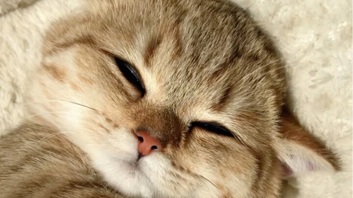 Chăm sóc sức khỏe TCM: học từ mèo con