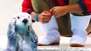duh baru kali ini liat binatang imut