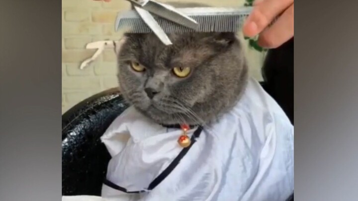 Sudah bertahun-tahun si pemilik kucing goblok, tapi si kucing kecil tetap setia tak pernah meninggal