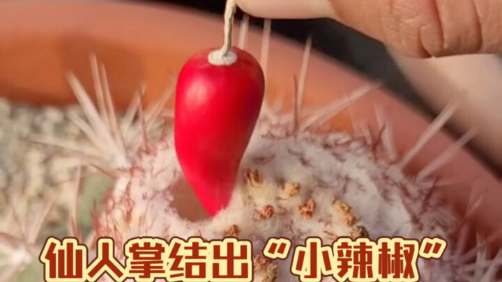 The cactus has actually borne "little chili peppers," and these "little chili peppers" are actually 