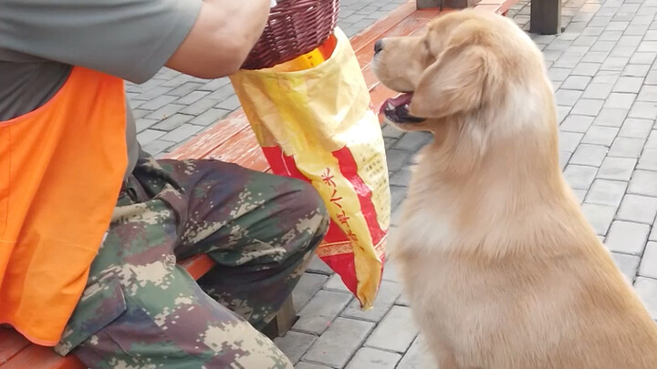 Nuôi một chú chó ngoan ngoãn, hiểu chuyện là một niềm vui lớn trong cuộc đời!