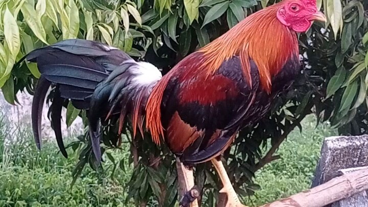 early bird sweater line breed.