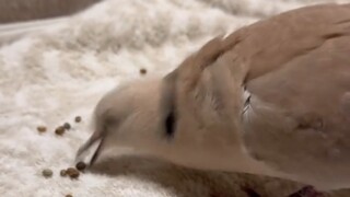 鸠要一边吃种子一边发出怪叫