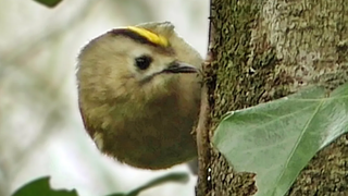 Goldcrest - Tiny Bird Close Up