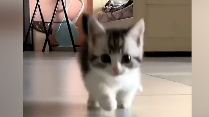 “Một bé cưng đáng yêu đang chạy về phía bạn đây!!”